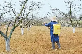 兰州市西固区金沟乡 春日好时光 沃野绘“丰”景图片