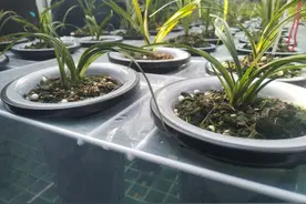 一盆高达百万元！《山海经》里记载的这种兰花为啥这么贵？图片