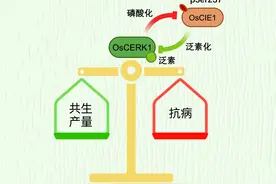 水稻如何给免疫反应踩“刹车”？中国科学家揭秘，可用于增产图片