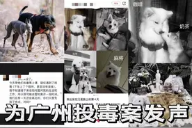 广州多只宠物狗疑遭毒死后续：协会称数量增加，警方已介入调查图片