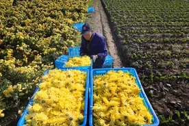 江苏如东：金丝皇菊采收加工忙#图片