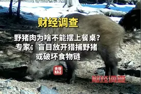 中国野猪致害省份多达26个！野猪肉为啥不能摆上餐桌？图片