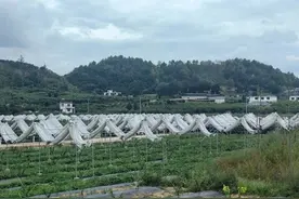 南明区永乐乡：桃产业园初挂果，果香四溢产业旺图片