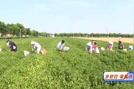 枣阳市杨垱镇：小小薄荷叶 富民好产业图片