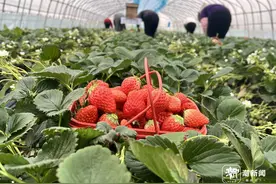 嘎嘎炫草莓的季节到了！价格跌一半，采摘游也安排图片