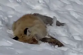 喀纳斯景区网红小狐狸去世，疑因游客投喂图片