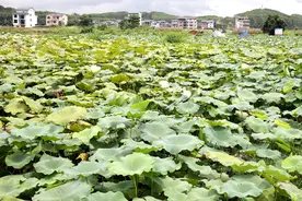 平桂区：万亩莲藕丰收 “莲”通致富路图片