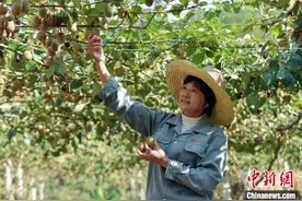 （乡村行·看振兴）安徽休宁：“小”猕猴桃种出“大”产业链图片