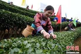 广西侗乡春茶开采图片