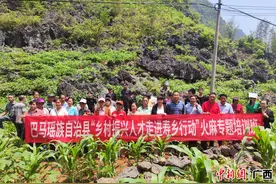 国家科技特派团为巴马瑶族自治县开展火麻高产栽培技术培训图片
