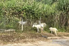 无证饲养8头奶山羊产奶售卖 坪山区检察院：不诉≠不罚图片