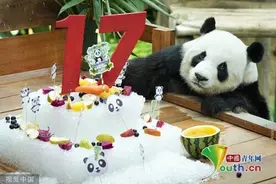 马来西亚国家动物园为大熊猫“兴兴”“靓靓”庆祝17岁生日图片