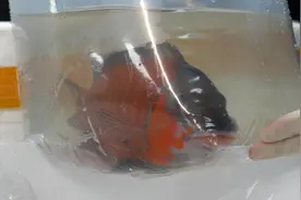 首次引进！800余尾非洲观赏鱼飞抵长沙图片