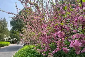 踏青赏花逛庙会，清明小长假首日公园景区客流平稳图片