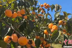 湖南江永特色水果拓宽瑶民增收渠道图片