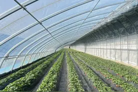 庄浪：下足绣花功夫 打造精品农业图片