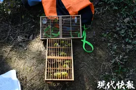 真是歪脑筋！男子录制“绣眼”叫声诱捕野生鸟图片
