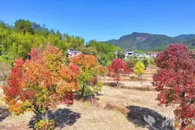 罗田深秋时节：八方游客 共赴红叶盛宴图片