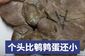 江西发现全球最小恐龙蛋，个头比鹌鹑蛋还小图片
