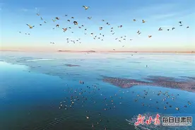 【图片新闻】候鸟在民勤县红崖山水库栖息飞翔图片