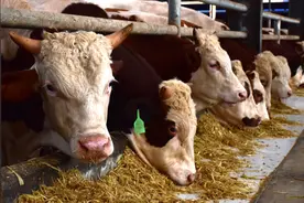 肉牛奶牛养殖面临突出困难，农业农村部召生产形势座谈会图片