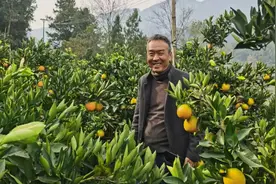 湖北省宜昌市秭归县：种好果农“致富果”图片