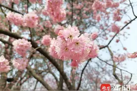【视频】2024中国无锡太湖鼋头渚国际樱花节开幕图片