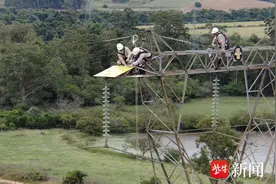 从扬子江到亚马逊：中国电力跨国构筑“人鸟共生”防护网图片