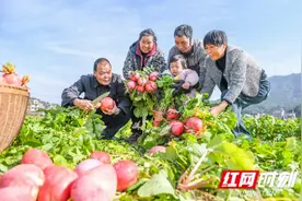 道县把截萝卜、藠头上榜永州“二十大畅销蔬菜”图片