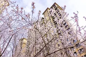 高新区（新市区）：相约看花海 共赴春日好时光图片