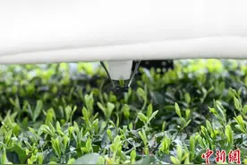 重庆：山地名优茶智能采摘机器人有效解决采茶工短缺问题图片