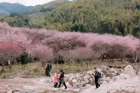 🤩超出片！福建最新“赏花地图”来了图片