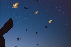 最新研究显示：每年1.5万吨昆虫飞过中国东部夜空图片