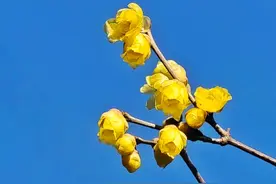 素心腊梅花悄然盛开，暗香浮动心旷神怡图片