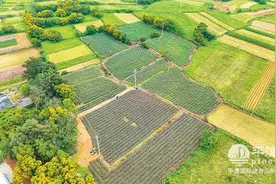 平潭山利村：“这里的凤梨，更甜”图片