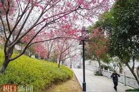 比往年早一周！武汉龟山樱花率先闹春图片