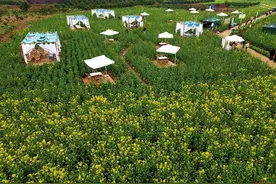 20万亩立体花海盛景，来金堂开启沉浸式赏花之旅→图片