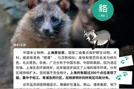 貉出没！上海超过300个小区发现貉，林业部门：不接触、不投喂图片