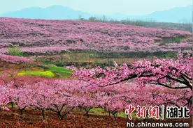 湖北枣阳百公里桃花长廊描绘最美春色图片