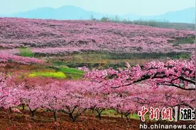 湖北枣阳百公里桃花长廊描绘最美春色图片