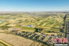 青海都兰：秋收正当时 田间好“丰”光图片