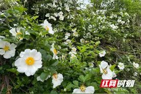 江永：野生金樱子花开白如雪图片