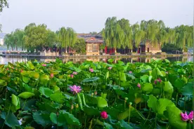 历下区暑期游玩攻略：大明湖荷花艺术节与趵突泉民俗文化月邀您共赏图片