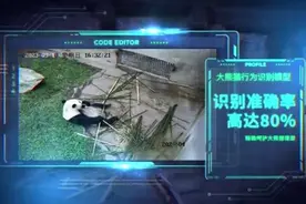 00后大学生研发全球首个大熊猫“AI奶爸”图片