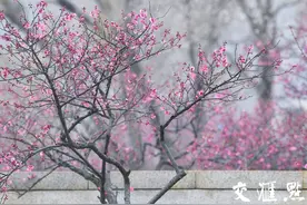 十大花季串起“醉”美春天！南京玄武湖百花闹春游园会开幕图片