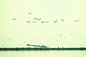 珍稀候鸟从“稀客”成“常客”！合肥各大湿地再现“飞鸟翔集”壮观景象图片