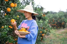 “外来媳妇”成了村里的“带货达人”：一年卖出10万公斤“金果果”图片