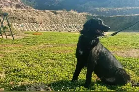 5条退役警犬找领养，电话被打爆了！图片