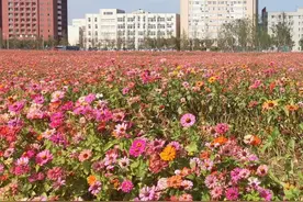 美图配美文！大学师生历时6年编撰校园植物图鉴图片