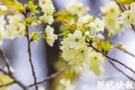 你见过绿色樱花吗？南京玄武湖“国宝级”绿色樱花开了图片